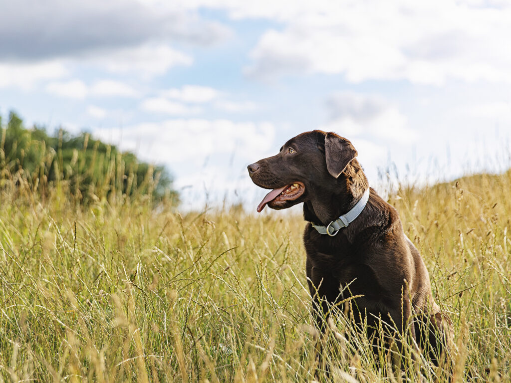 Pet brown lab sitting in a field of long golden grass