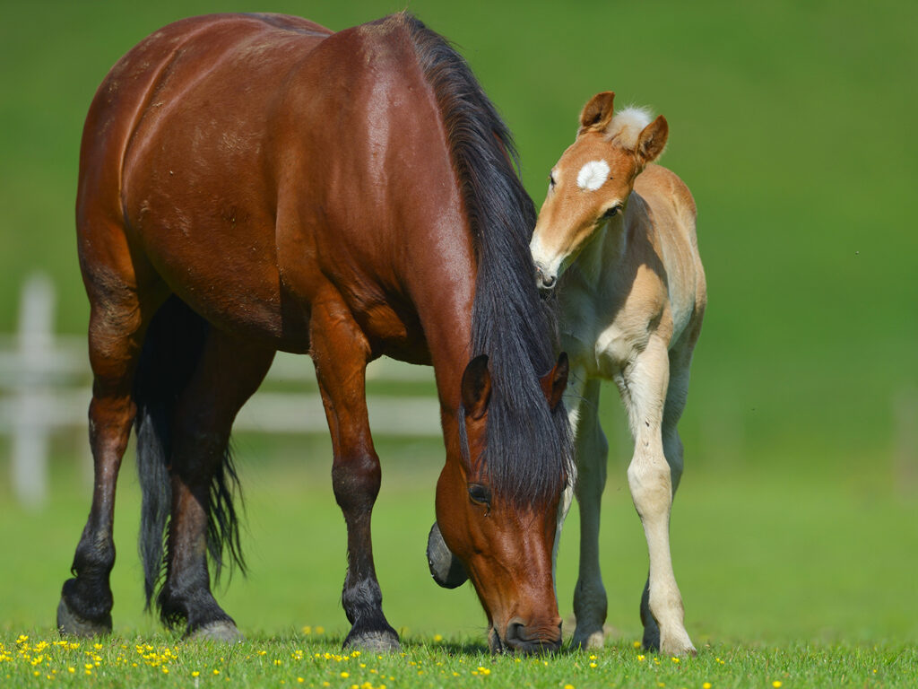 Foal with a mare on a summer pasture