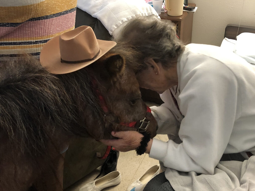 Jeffery the mini horse being hugged by a nursing home resident