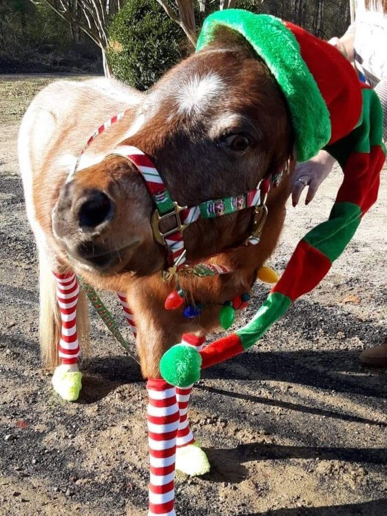 Jeffery the mini horse in an elf costume