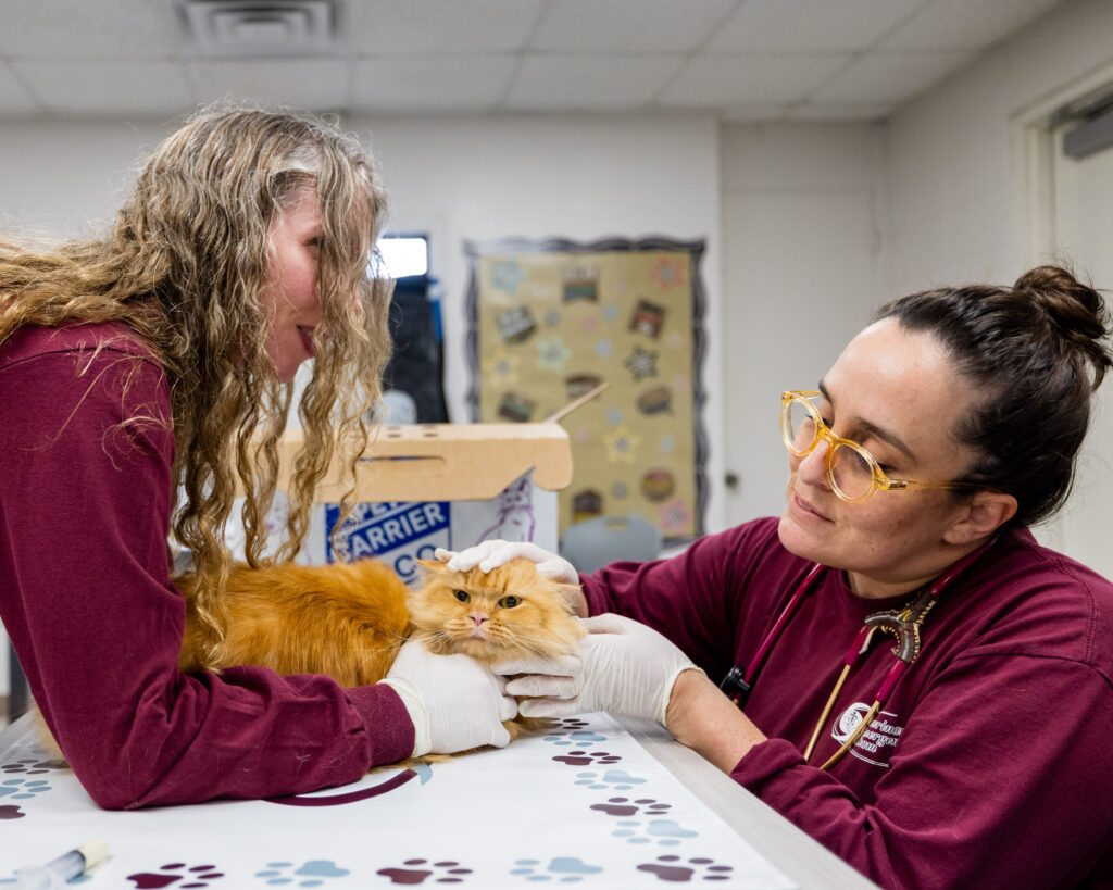 Two VET team members examining an orange cat