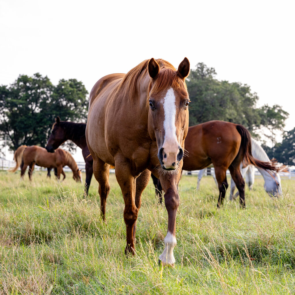 A horse walking toward the camera