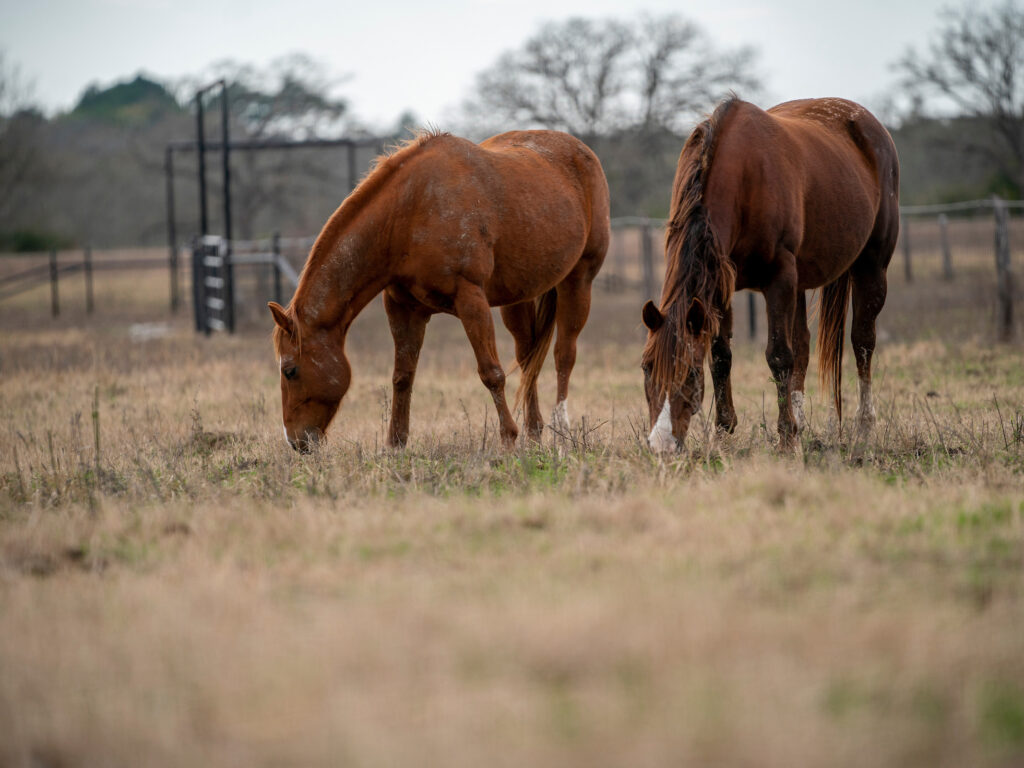 Two brown horses eating grass in a field.