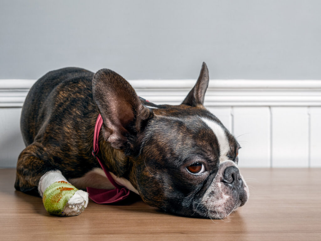 A brown and white French bulldog with a bandaged paw lying on a hardwood floor.