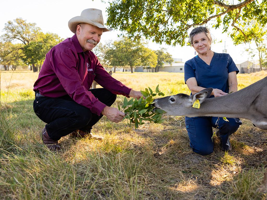 Two veterinarians kneel and feed leaves to a white-tailed deer.