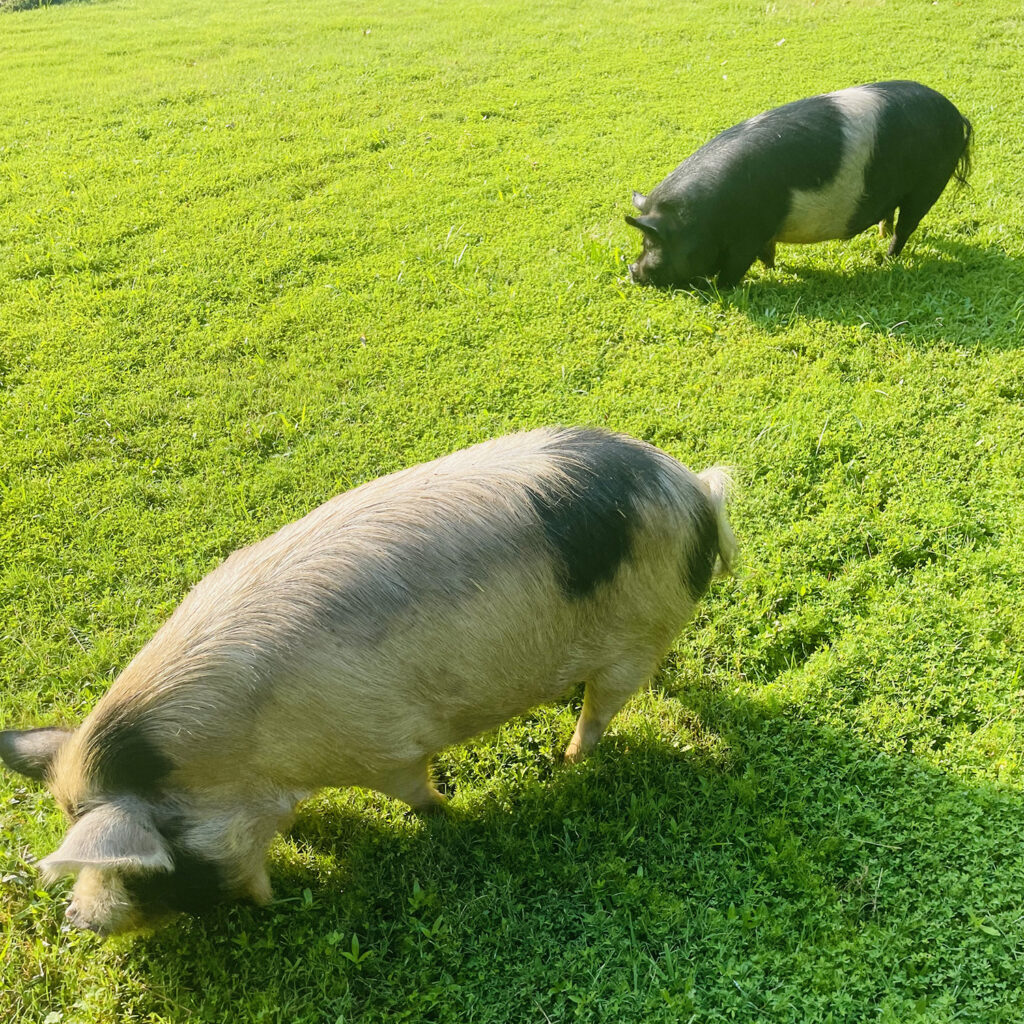 Two pigs grazing