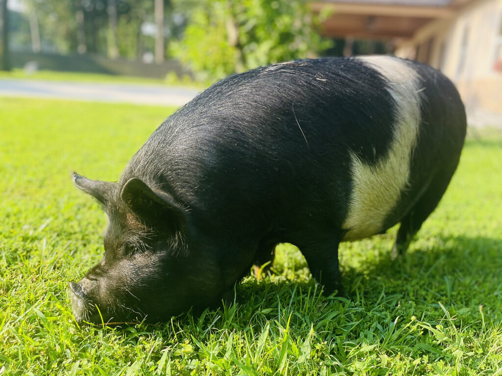 A large black and white pig eating grass