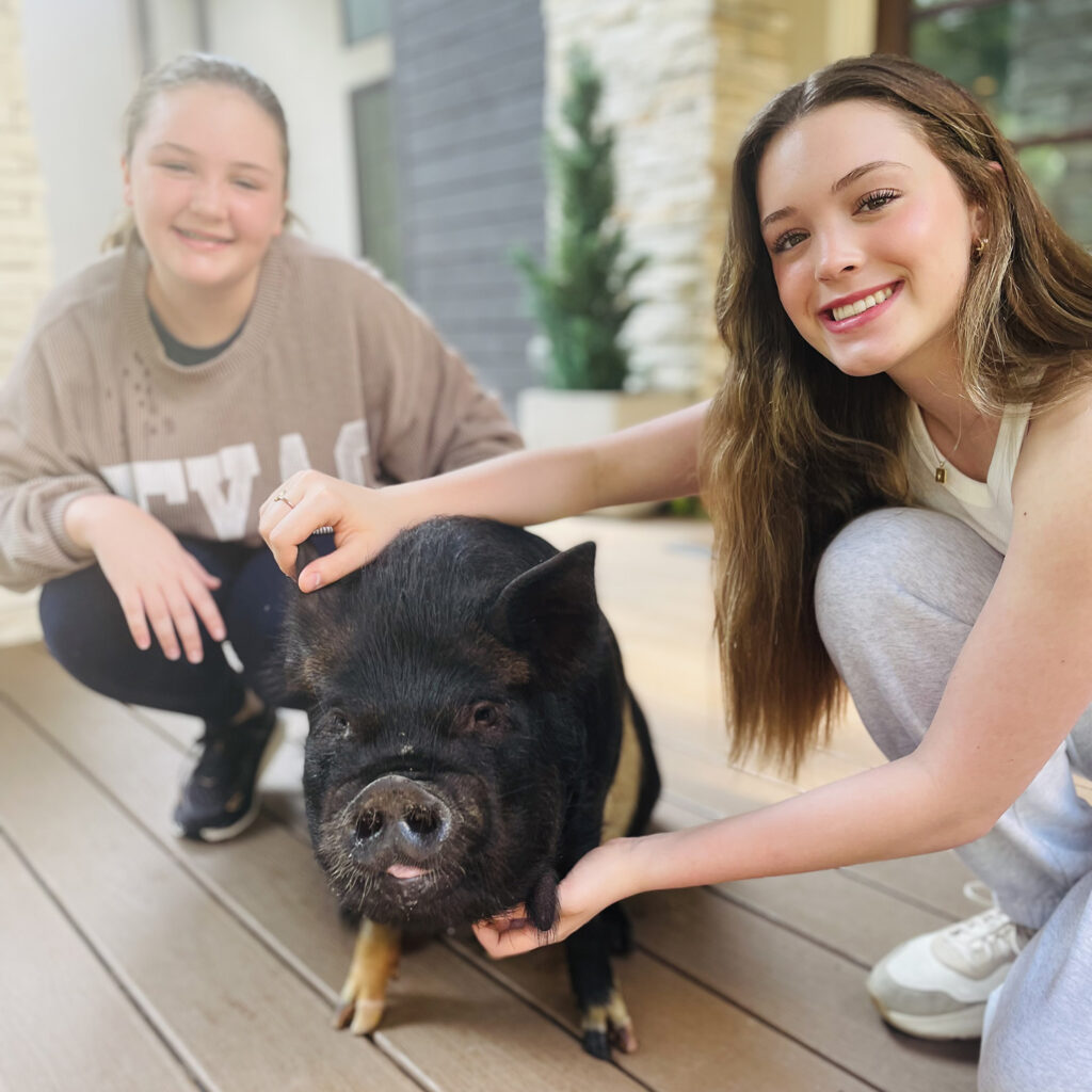 A black and white pig with two people