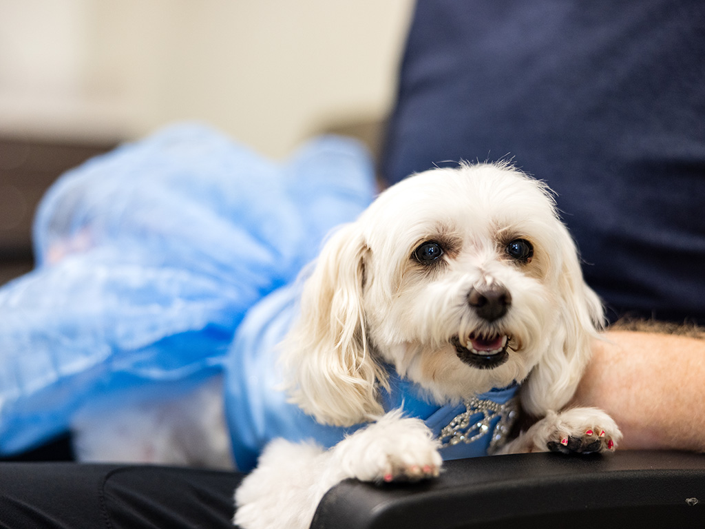 A small white dog in a blue Cinderella dress with painted toenails.