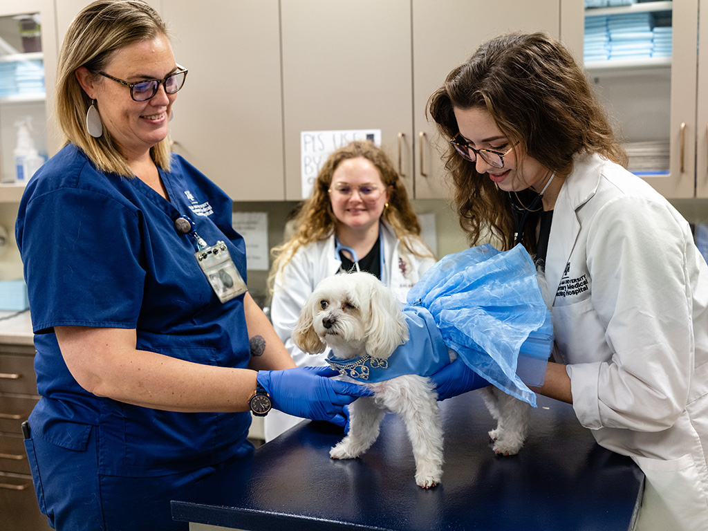 A small white dog in a blue Cinderella dress receives a check-up from three female veterinarians.