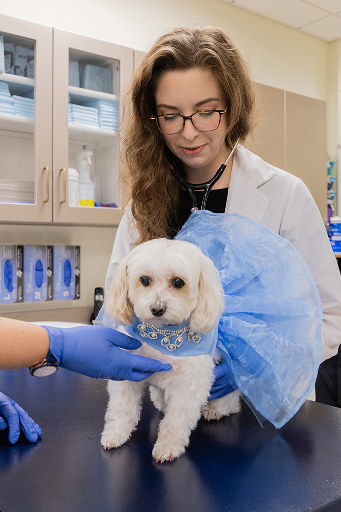 A small white dog in a blue Cinderella dress receives a check-up from a female veterinarian with glasses and brown hair.