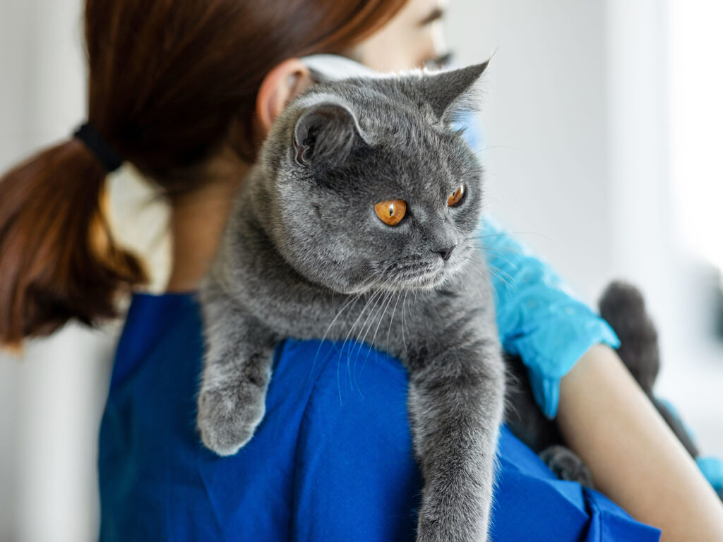 Gray cat being held by female veterinarian