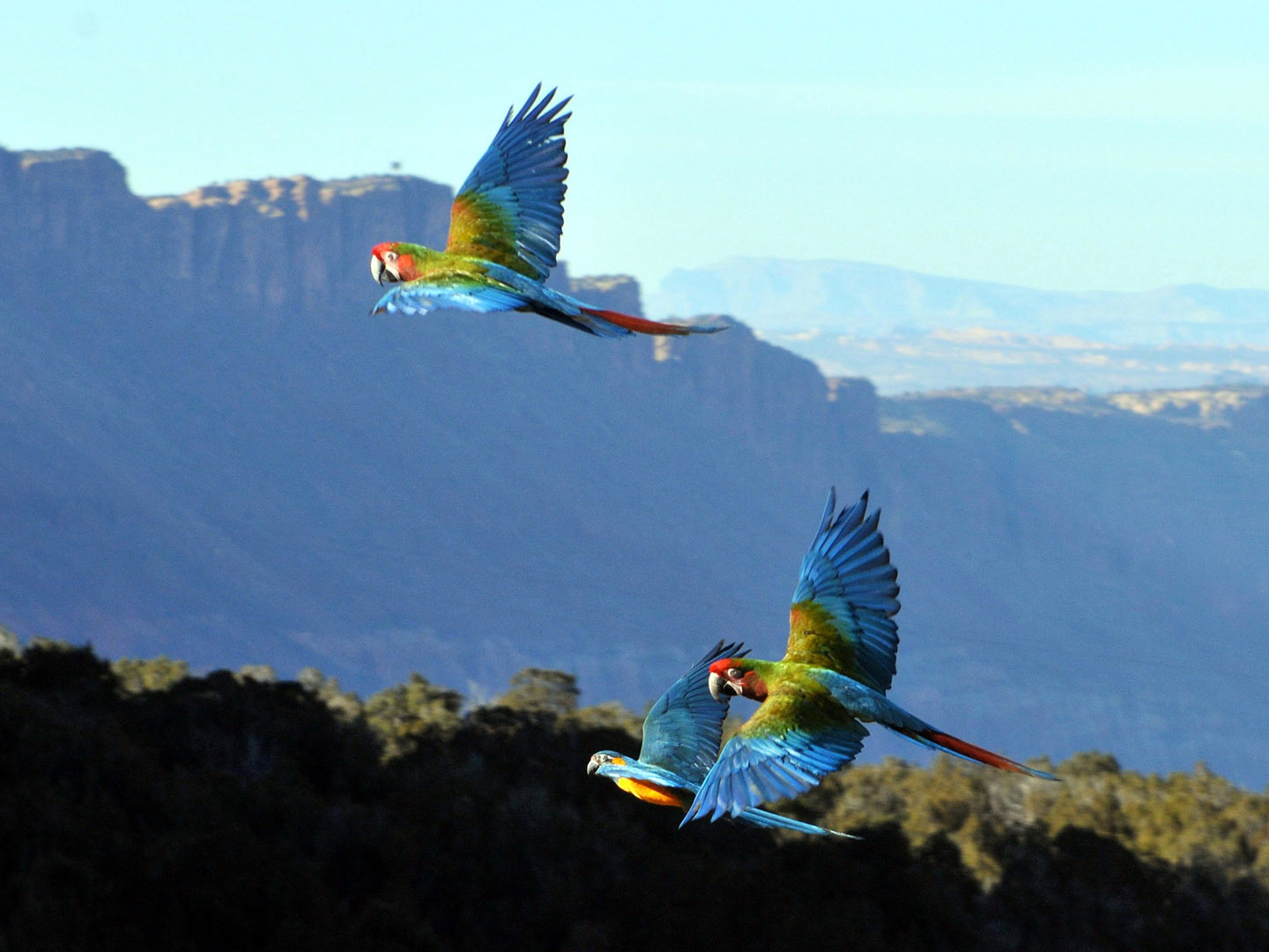 Three macaws in free flight.