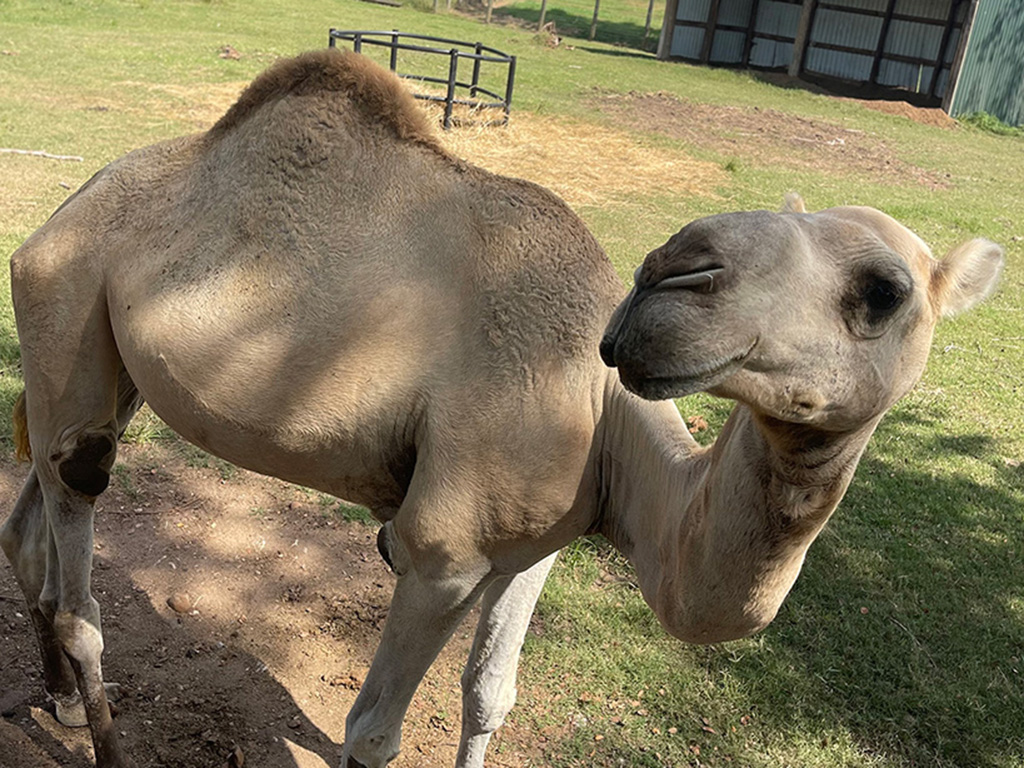 Karl, a camel with a dental abscess that was healed by Texas A&M veterinarians.