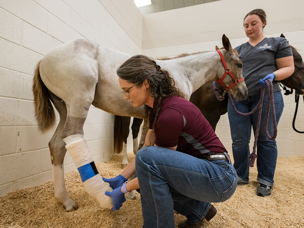 Dr. Kati Glass examines a horse's bandaged leg, showing how she leads the way in innovative teaching and patient care.