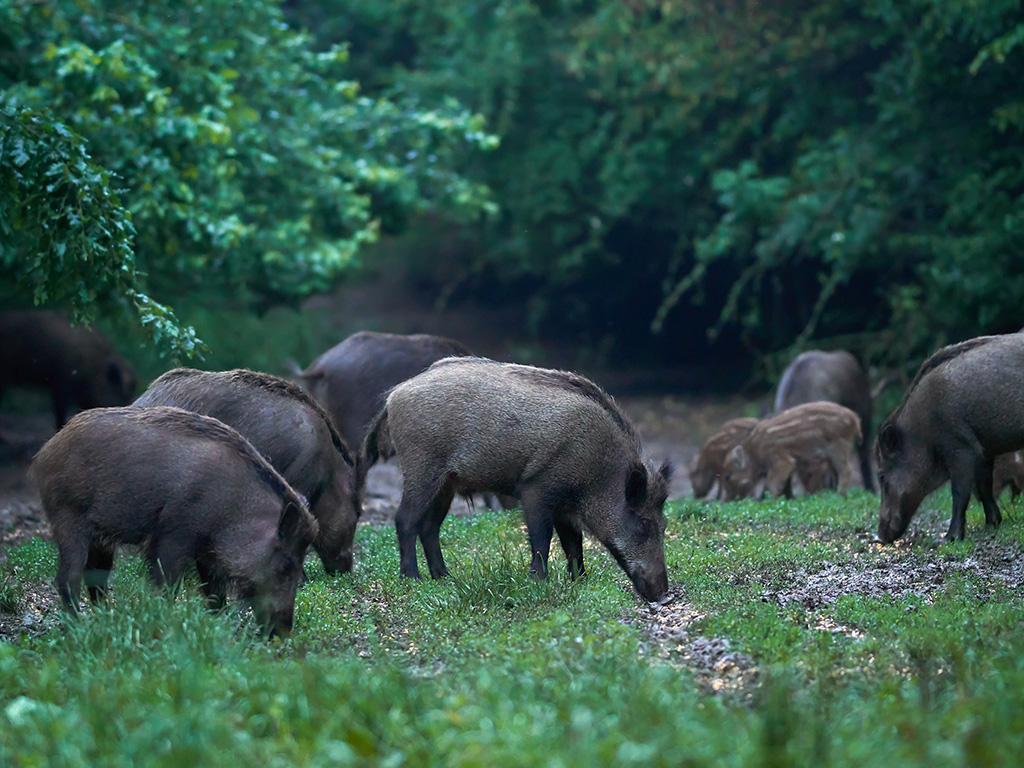 A group of black feral pigs search for food in a lush forest.