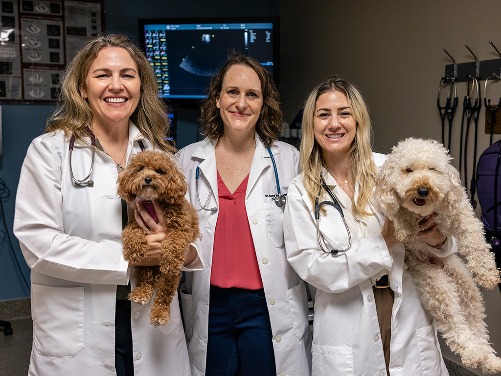 Three female veterinarians holding two small, fluffy dogs, showing a collaboration between veterinarians and a dog rescue to help small dogs.