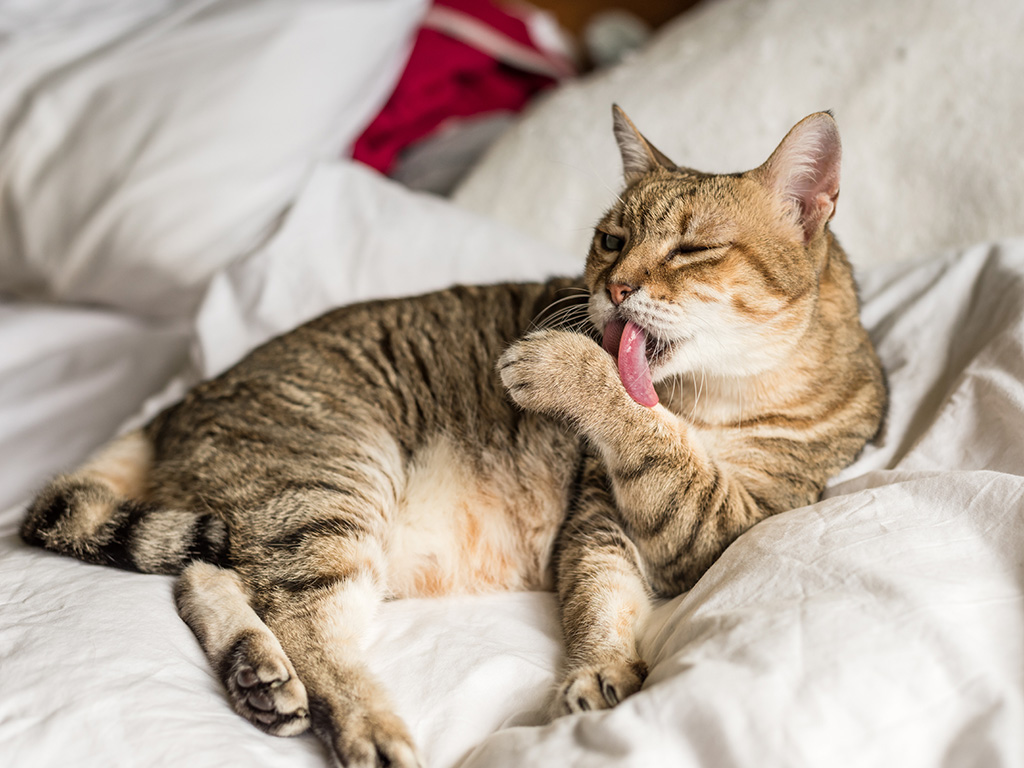 A brown tabby cat licks its paw, demonstrating managing Tritrichomonas in cats.