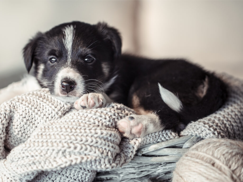 small black and white puppy curled up on a blanket