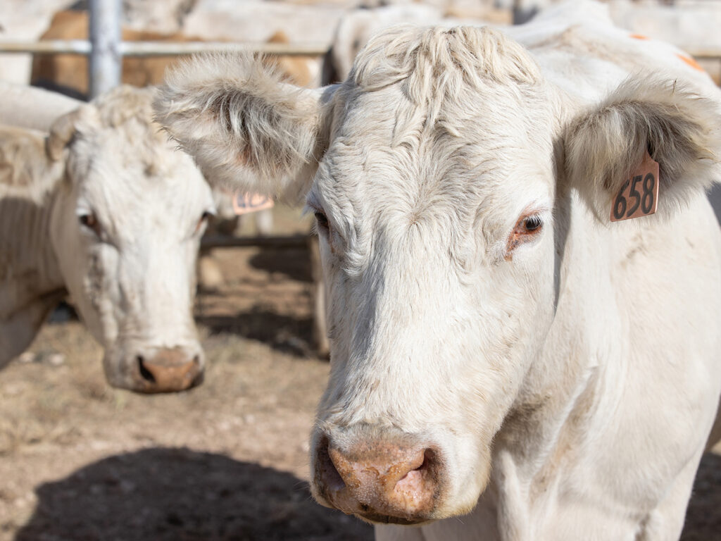 White cattle in a feedlot