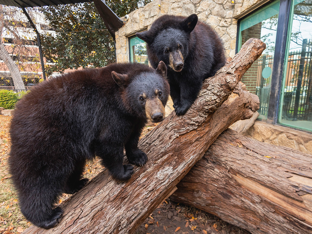 Texas A&M Veterinarians Care For Baylor's Bear Mascots | VMBS News