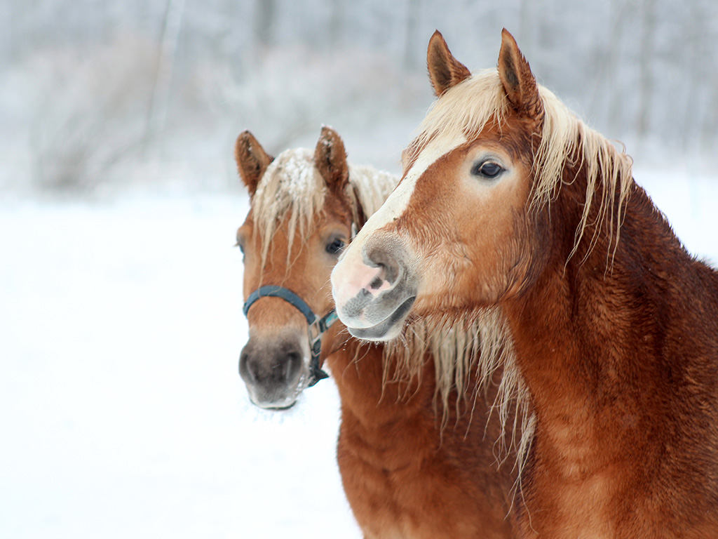 Two brown horses in the snow.