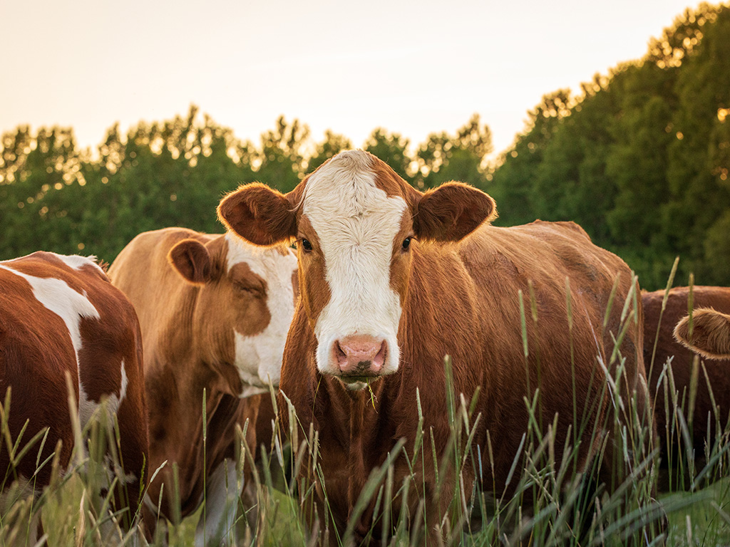 Brown and white cows in a field.