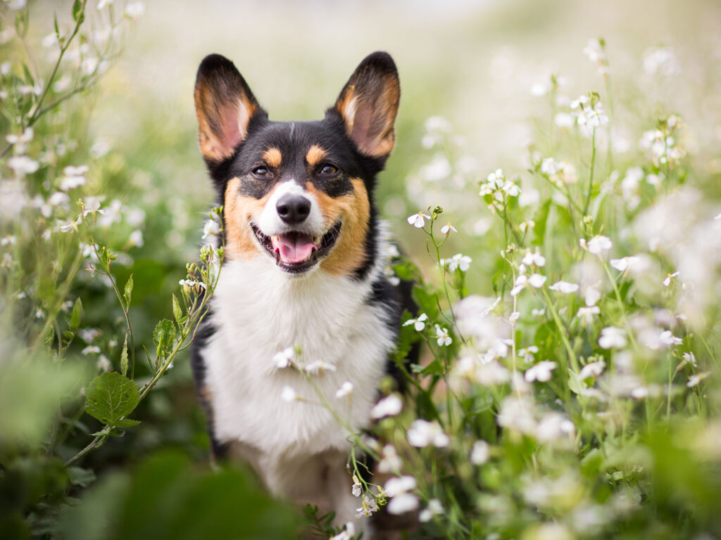 A Corgi sitting in a field of spring flowers