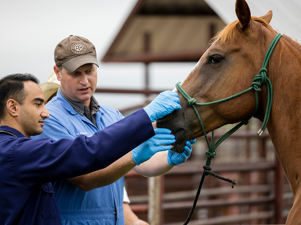 Two veterinarians examine a brown horse.