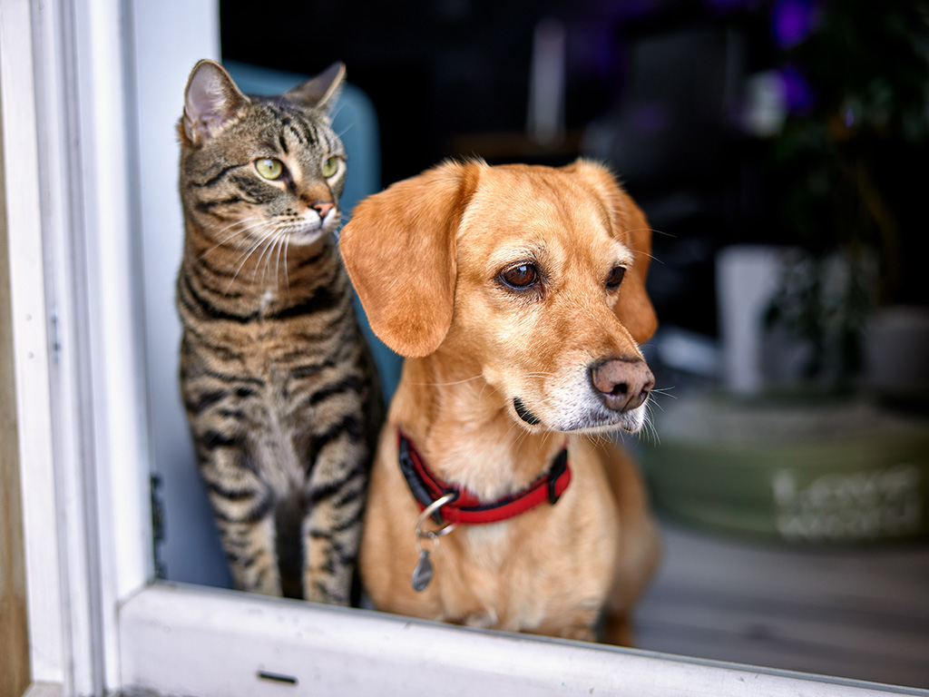 A cat and a dog look out of a window, showing life after a Cushing's disease diagnosis.