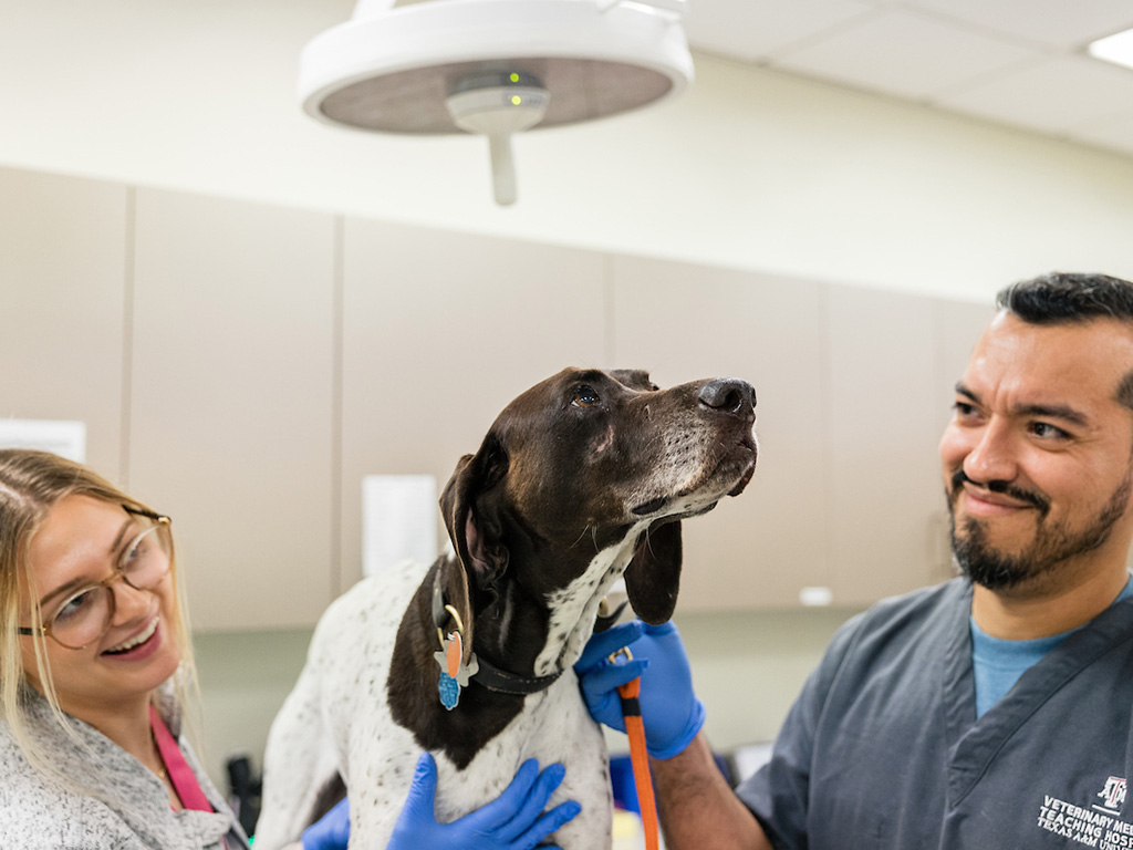 Two veterinarians examining a dog at a vet clinic.