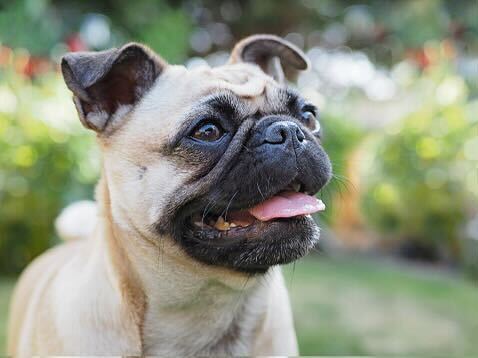 A flat-faced dog with blonde fur and a dark mouth and nose.