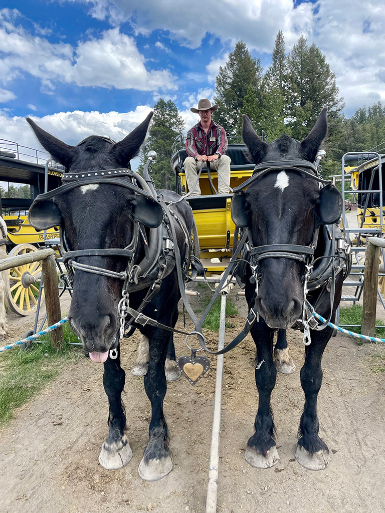 A young man in a cowboy hat driving a wagon pulled by two black horses.