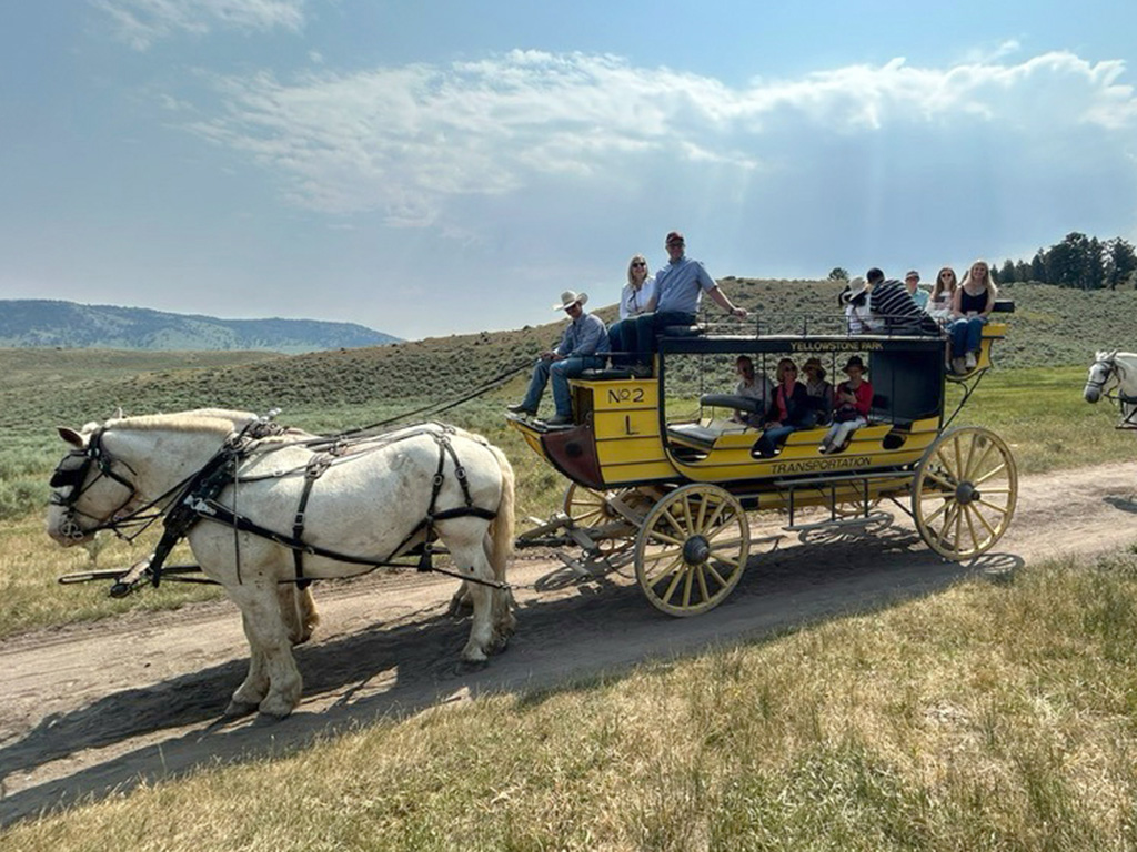 White horses pulling an old-fashioned stagecoach in Yellowstone.