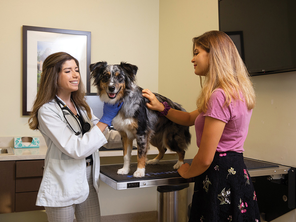 A veterinary student examining an Australian Shepherd.
