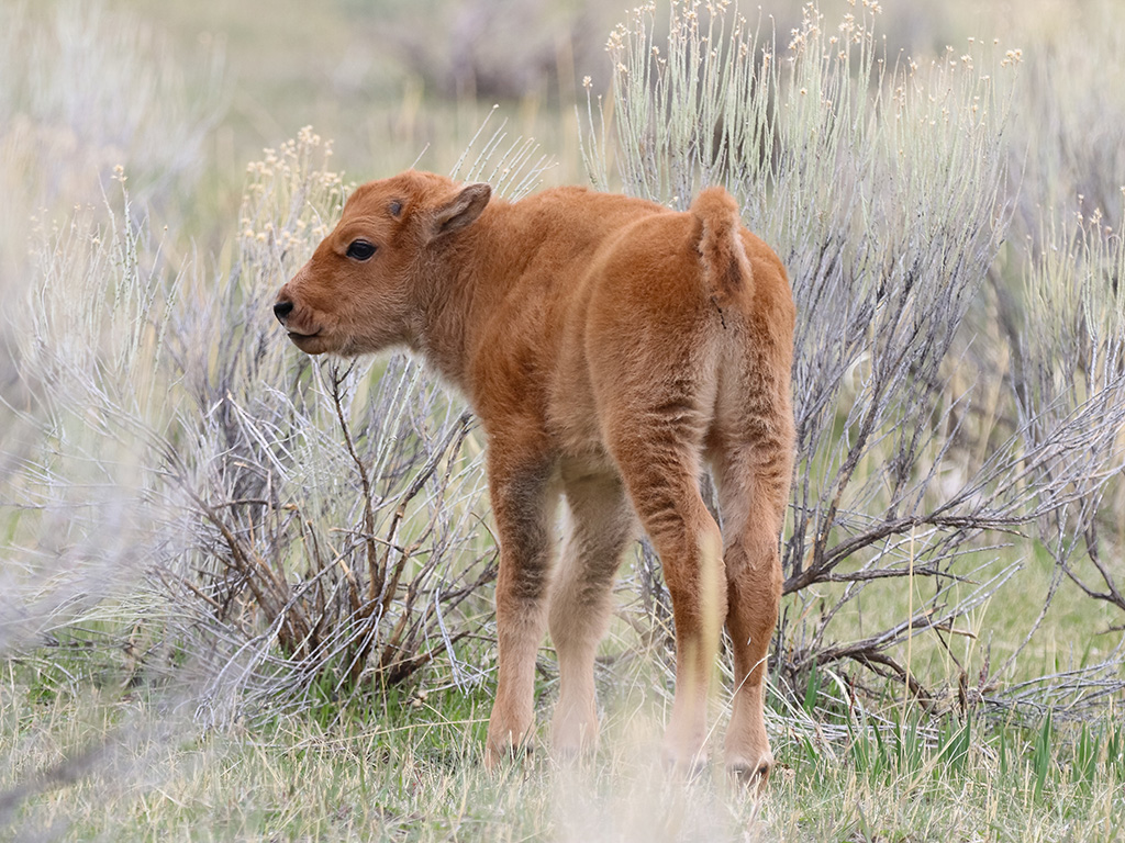 A baby bison at Yellowstone National Park.