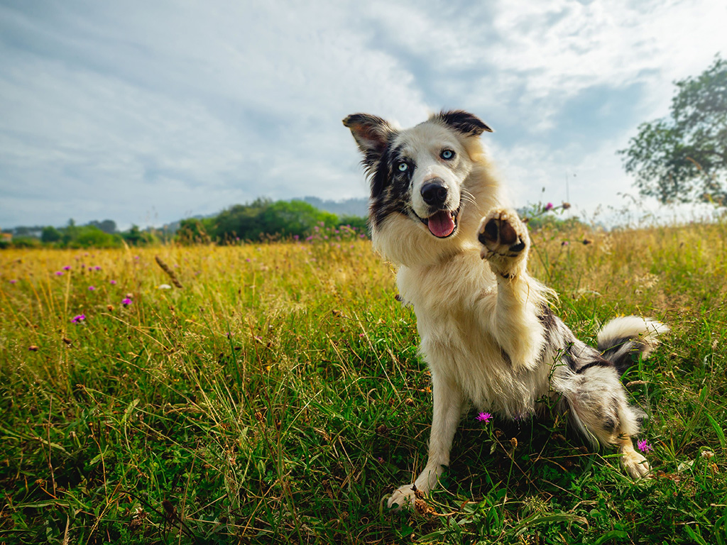 A dog in a field lifting its paw.