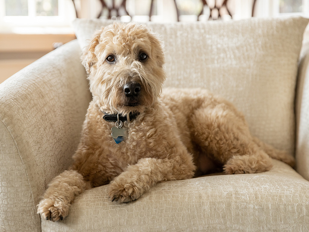 A soft-coated wheaten terrier on a beige sofa.