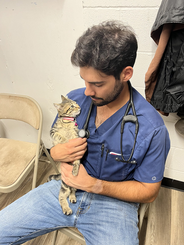 A vet student holding a tabby cat.