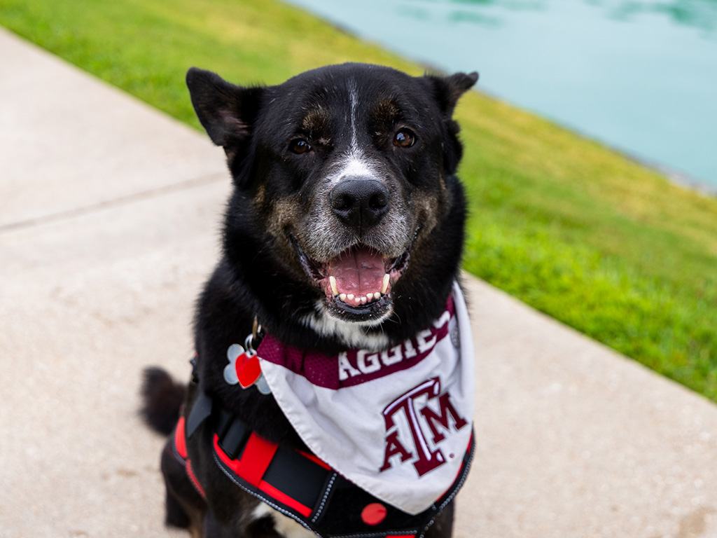 Rocky the service dog, who was saved from heartworms by Texas A&M veterinarians.