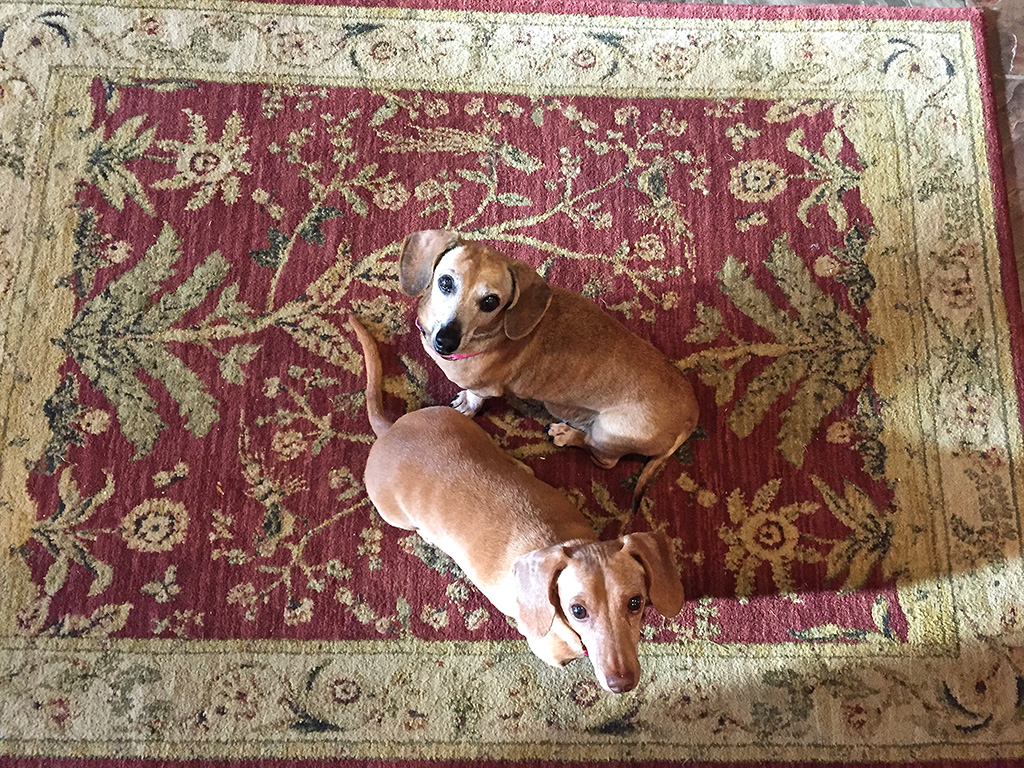 Two brown dachshunds on a red and gold floral rug.
