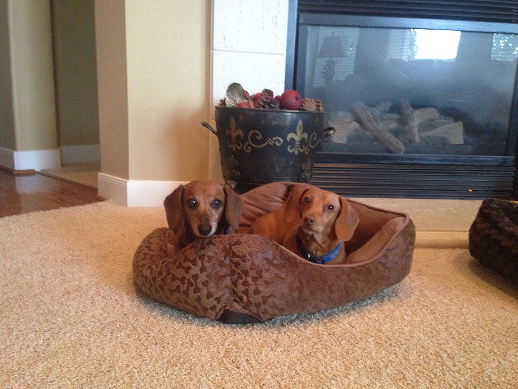 Two brown dachshunds cuddling in a pet bed in front of a fireplace.