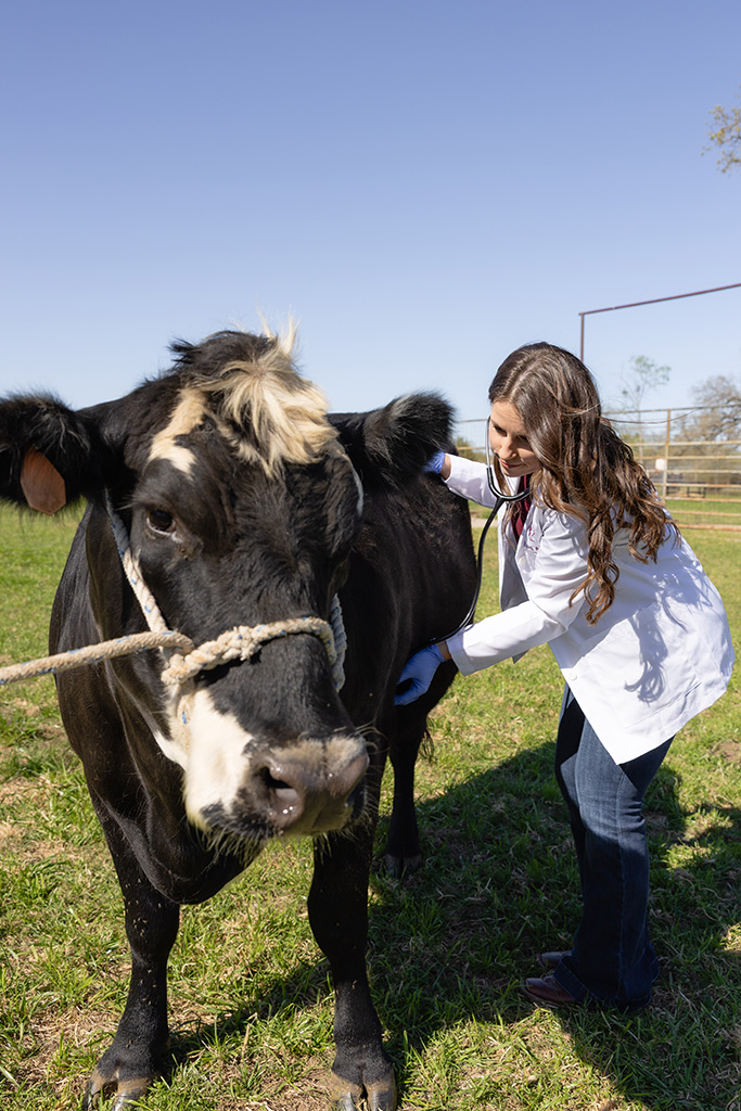 A young woman in a white coat examining a black cow.