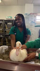 A veterinary student posing with a white duck.