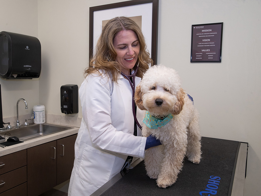 A blonde veterinarian examines a fluffy white dog.