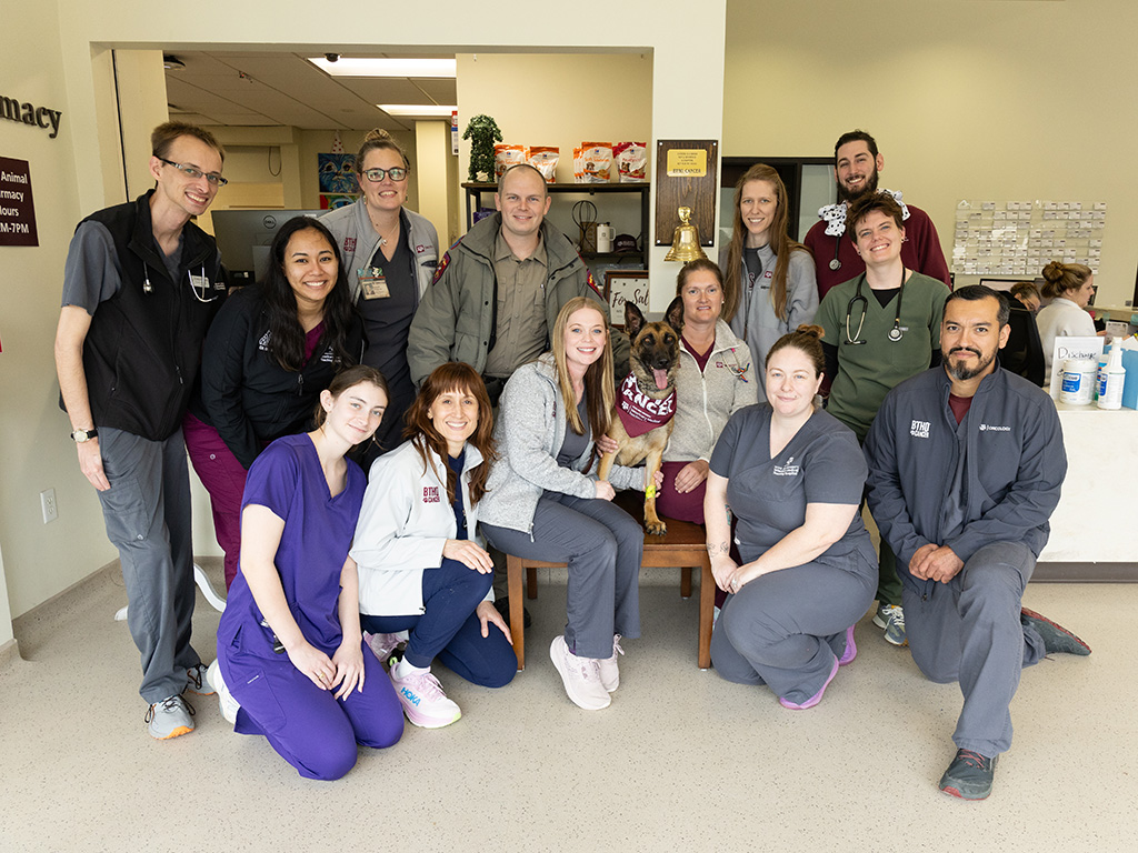 A police K9 surrounded by her team of veterinarians.