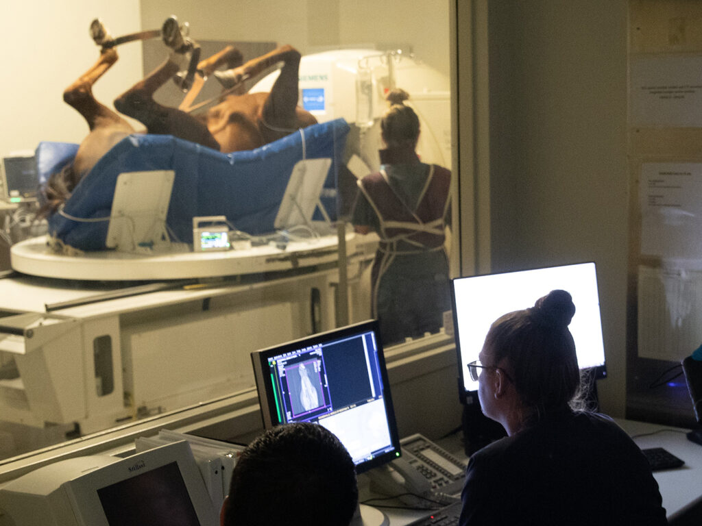 A horse in a CT machine