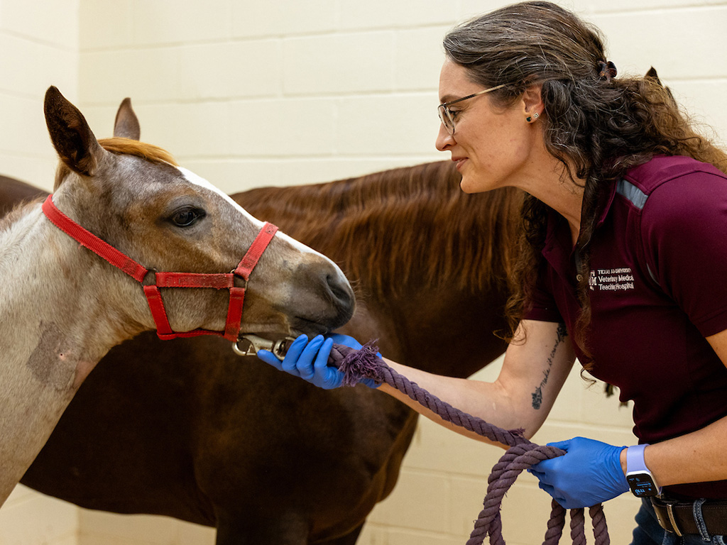 A veterinarian in a maroon shirt examines a horse in a red harness.
