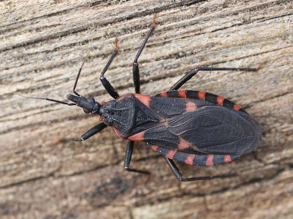 Up-close of a kissing bug that is black with red spots.
