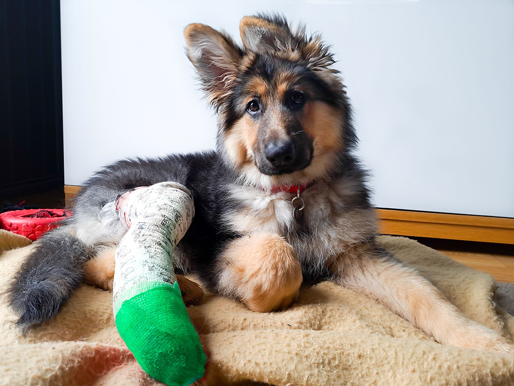 A young dog with a leg in a green cast.